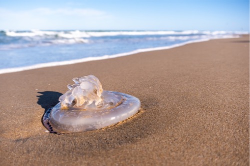 Descubre qué hacer ante la picadura de una medusa – Adeslas Salud y Bienestar 