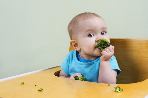 Baby Led Weaning - Alimentación dirigida por el bebé