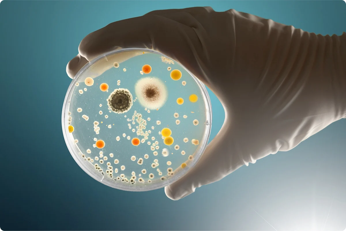 salud digestiva microbiota