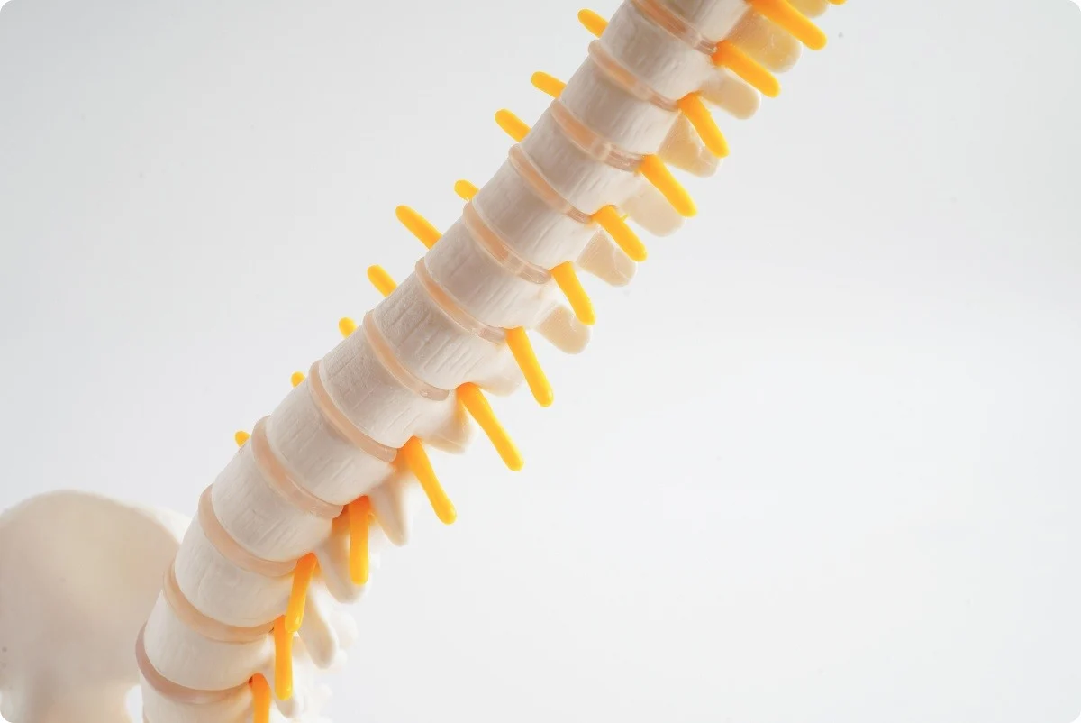 ¿Qué es y de qué estructuras consta la espalda?