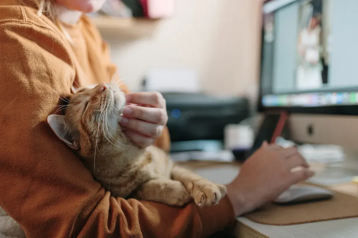 Gato siendo acariciado mientras se trabaja frente al ordenador