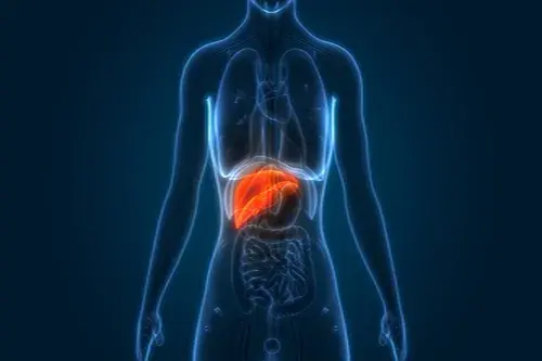 Qué es la enfermedad hepática del hígado graso no alcohólico – Adeslas Salud y Bienestar