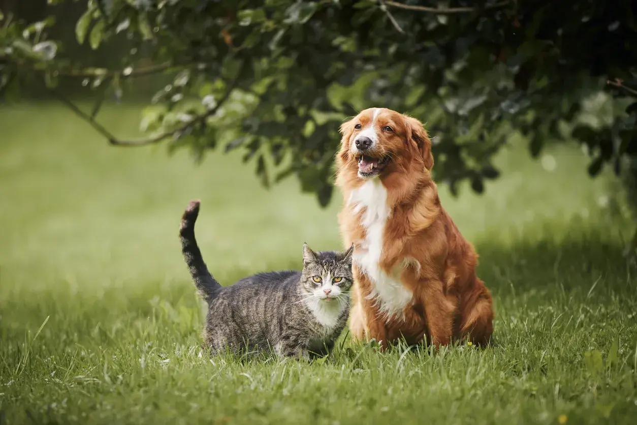 perro y gato en un prado