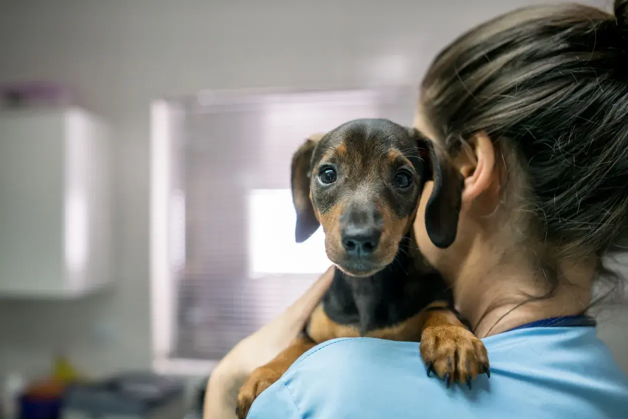 Clínicas veterinarias