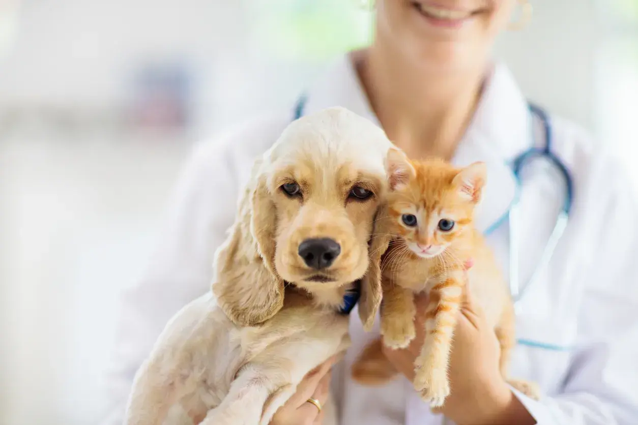 perro y gato en el veterinario
