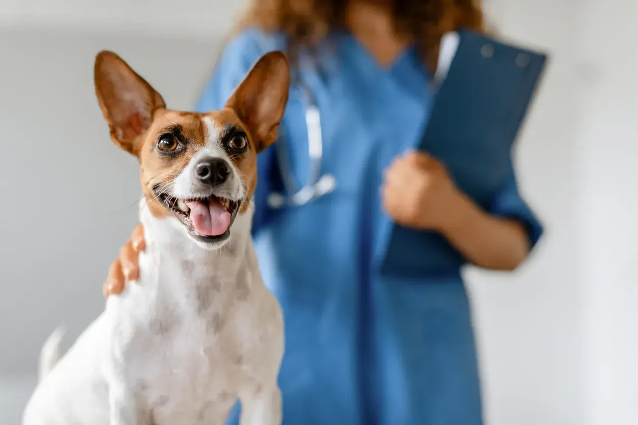Perro con veterinario