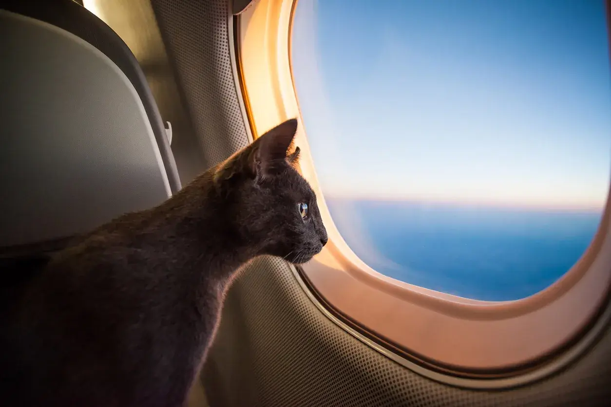 Gato mirando por la ventanilla de un avión