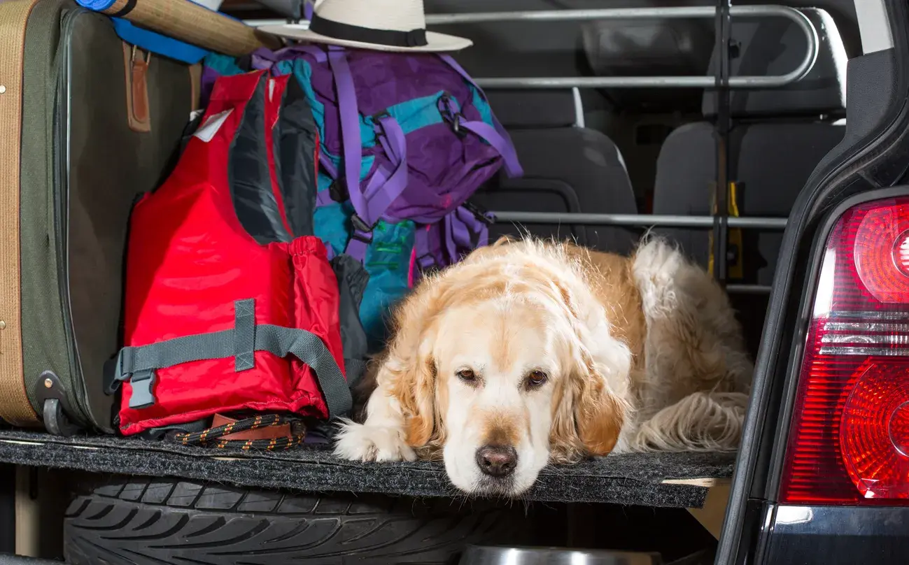 Perro en el maletero de un coche