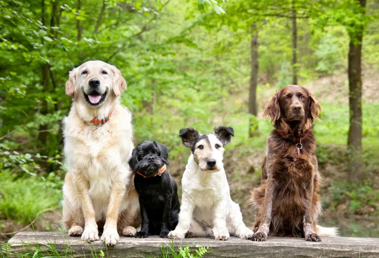 ¿Qué sucede si mi perro muerde a otro? ¿Es delito?